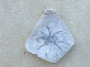 Spinne