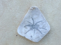 Spinne
